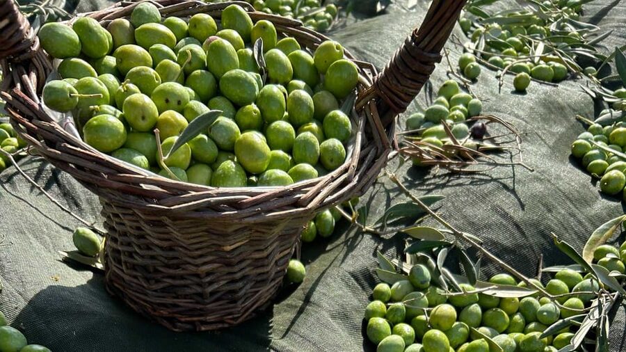 Oristano: visit a farm with oil tasting - Is the tasting good value?