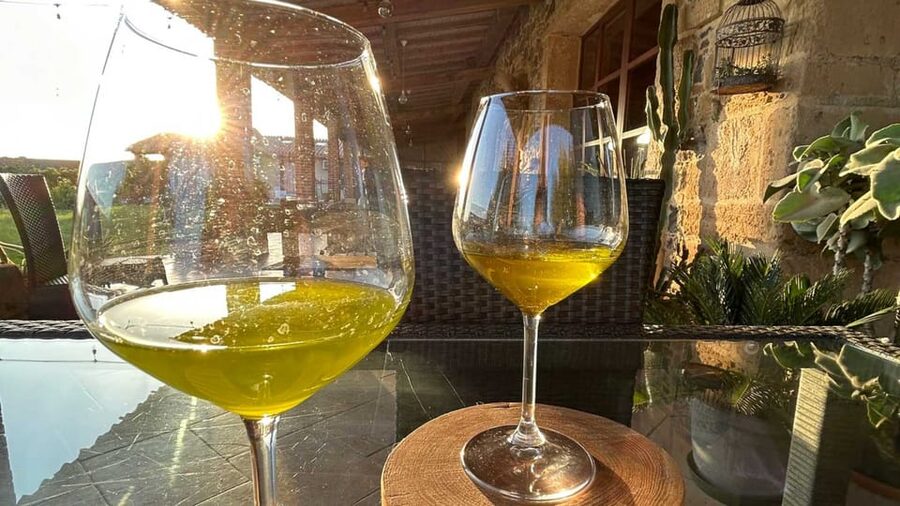 Oristano: visit a farm with oil tasting - Under the ancient olive trees