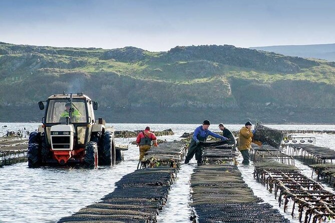Oyster Farm and Tasting Experience - A working farm instead of another Galway attraction