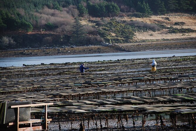 Oyster Farm and Tasting Experience - Following the oyster from seed to plate