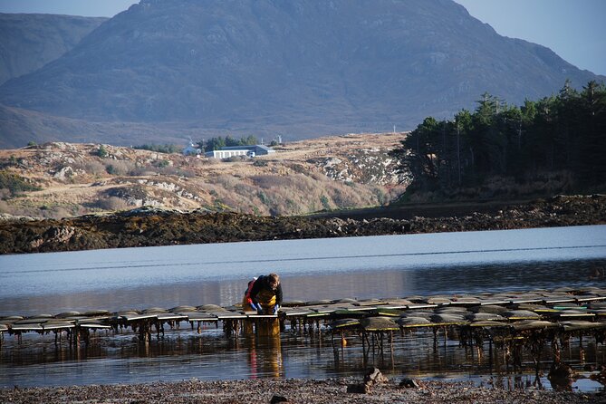 Oyster Farm and Tasting Experience - Connemara views at the foot of the national park