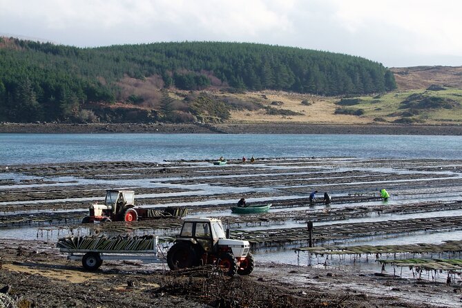 Oyster Farm and Tasting Experience - Bringing children, first-time oyster eaters, and non-oyster fans