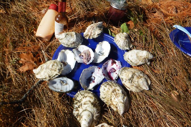 Oyster Farm & Complimentary Tasting Sea Kayak Tour in Casco Bay - From Mere Point to the oyster farm