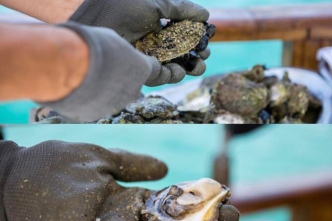 Oyster farm experience / Private day trip from Dubrovnik - A Croatian wine stop in Ponikve