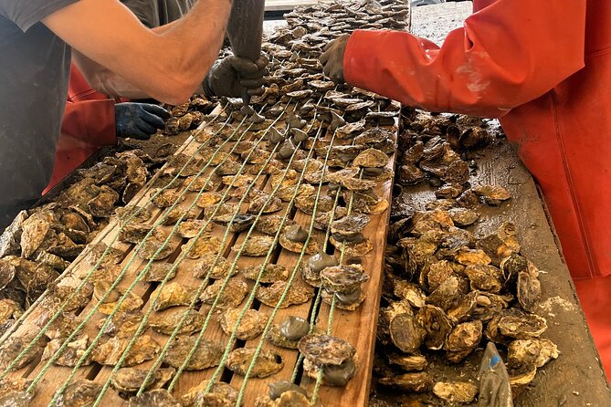 Oyster Farm, Ston and Winery Tour - Key points to know before booking