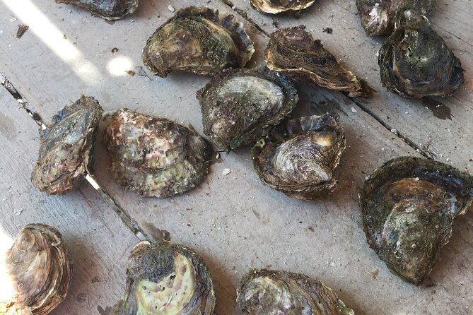 Oyster Farm, Ston and Winery Tour - Ston, salt, walls, and a short walk
