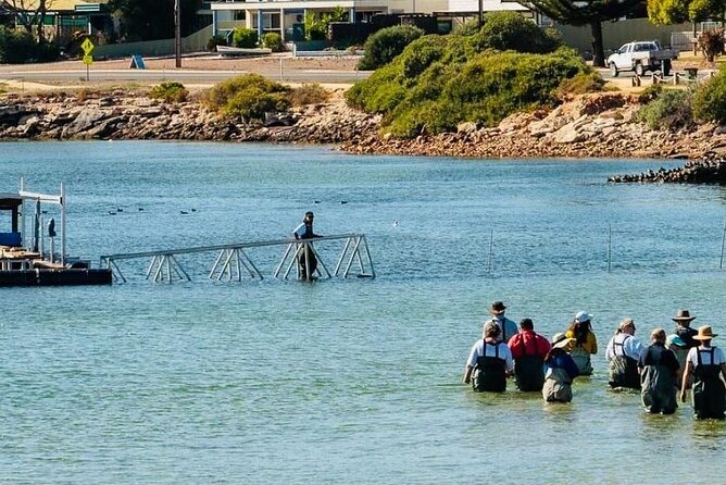 Oyster Farm Tour with Hotel Pick-up and return from Port Lincoln - Tasting Pacific and Angasi oysters