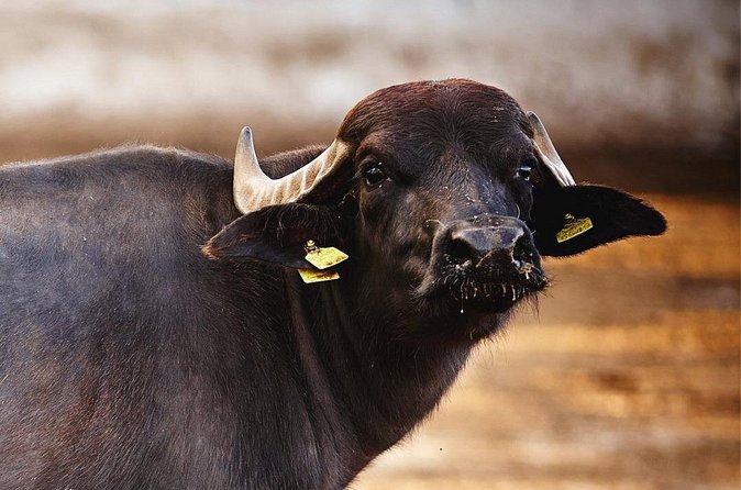 Paestum and Buffalo Farm Day Tour from Sorrento - Timing, weather, and cancellation