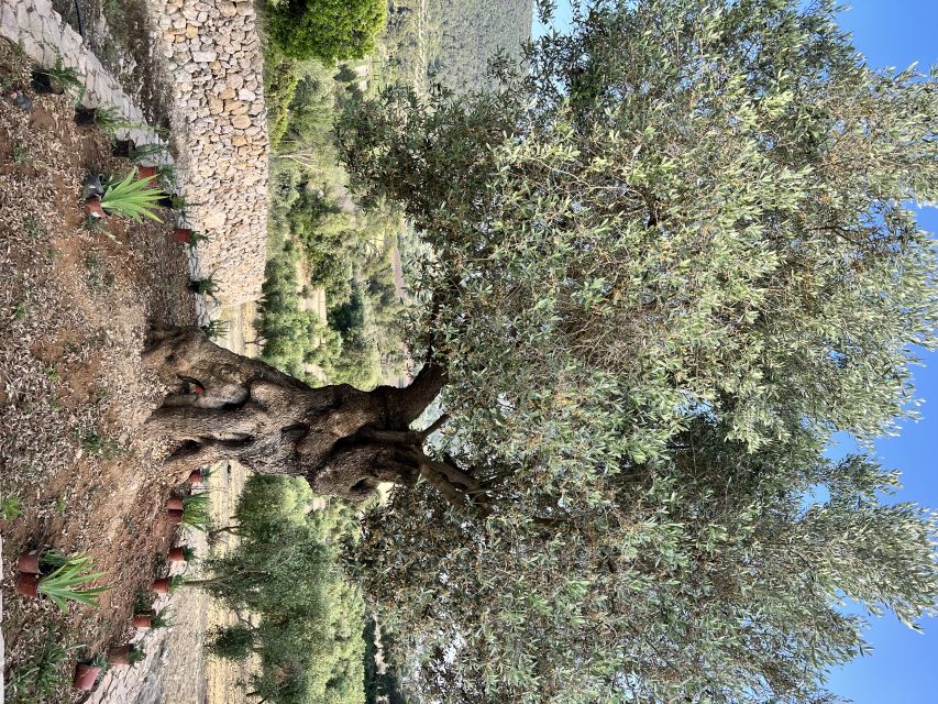 Palma: Orange Valley Vintage Train and Orange Farm Tour - The return tram, Sóller pause, and train to Palma