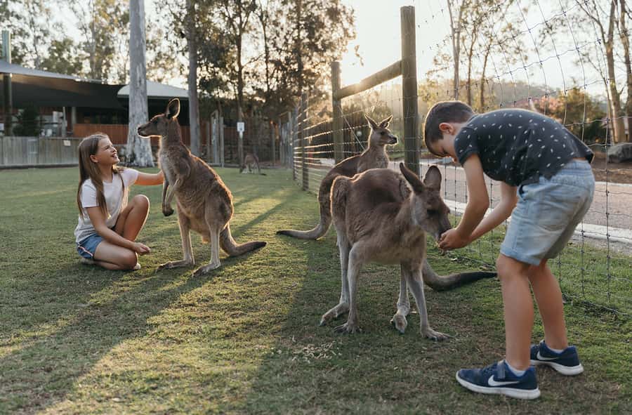 Paradise Country: Ultimate Aussie Farm Experience - Meeting koalas and feeding kangaroos