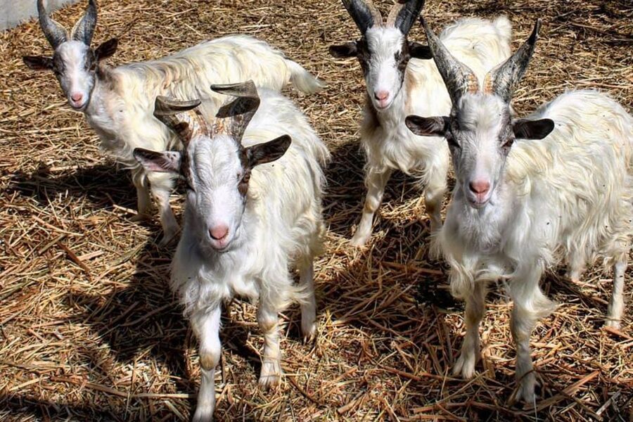 Partinico: Farm's Animals and Aromatic Garden Experience - Meeting chickens, goats, geese, and rabbits