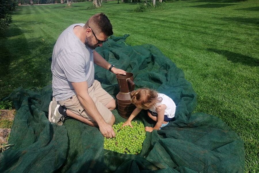Partinico: Olive Harvest with Wine Tasting and Brunch - Key points at a glance