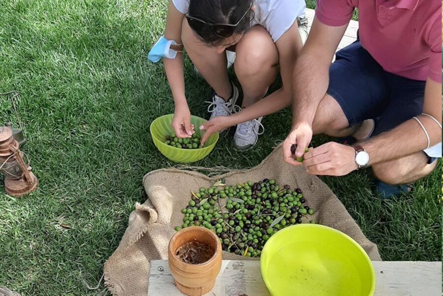 Partinico: Olive Harvest with Wine Tasting and Brunch - Why this Partinico farm visit feels different