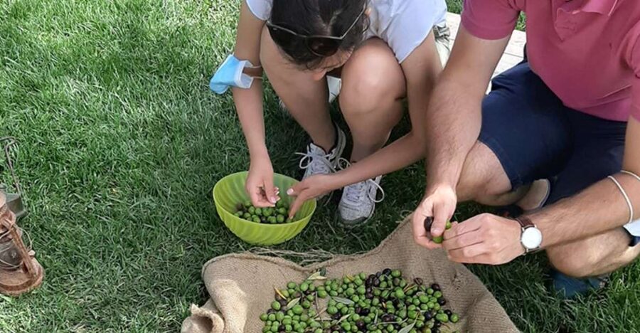 Partinico: Olive Harvest with Wine Tasting and Brunch - Laying the nets and gathering olives
