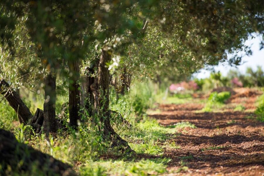 Partinico: Olive Harvest with Wine Tasting and Brunch - The first extra-virgin oil tasting