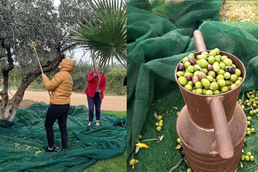 Partinico: Olive Harvest with Wine Tasting and Brunch - Local wine with the brunch