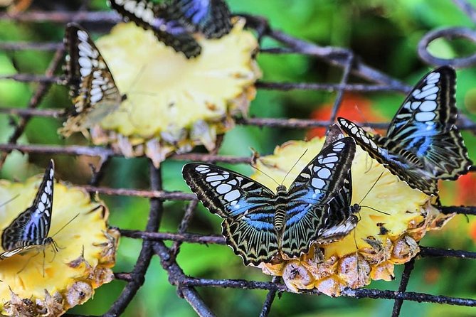 Penang Round Island Tour With Tropical Spice Garden & Entopia Butterfly Farm - What the private car and driver add