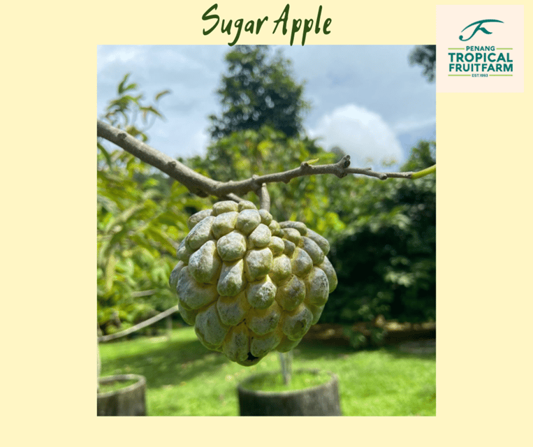 Penang: Tropical Fruit Farm Ticket - Key things to know before you go