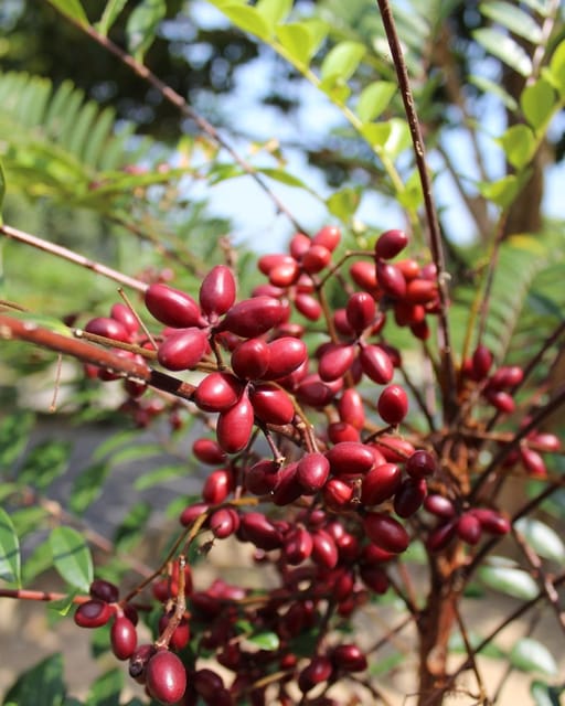 Penang: Tropical Fruit Farm Ticket - The 30-minute orchard tour
