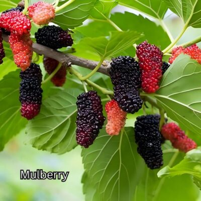 Penang: Tropical Fruit Farm Ticket