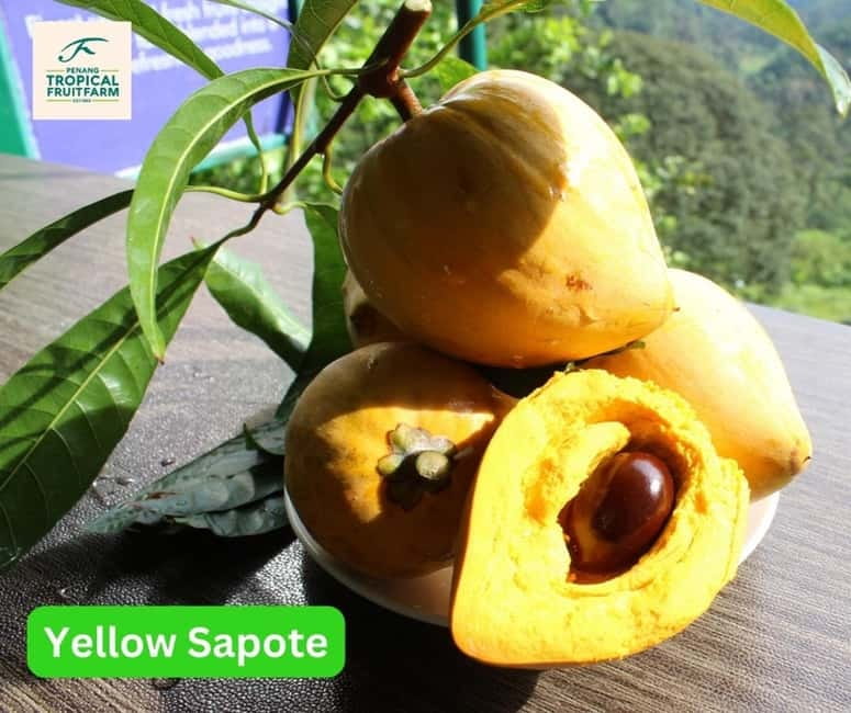 Penang: Tropical Fruit Farm Ticket - Sustainable farming with a practical purpose