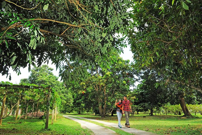 Penang Tropical Fruit Farm with Fruit Tasting - A fruit farm above Teluk Bahang