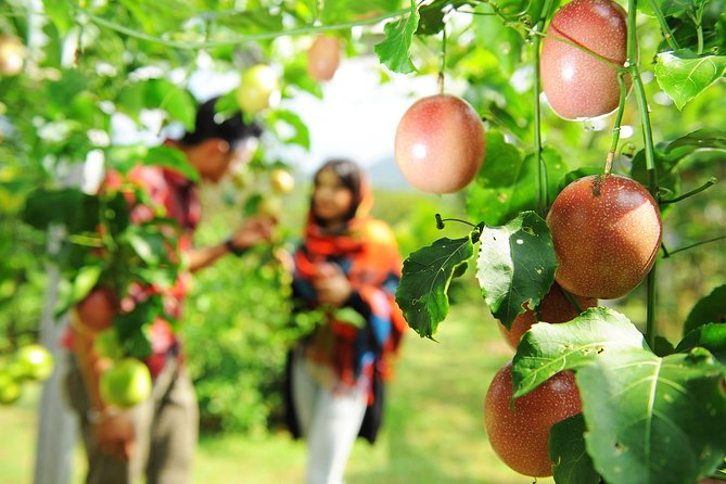 Penang Tropical Fruit Farm with Fruit Tasting - Who will enjoy this outing most