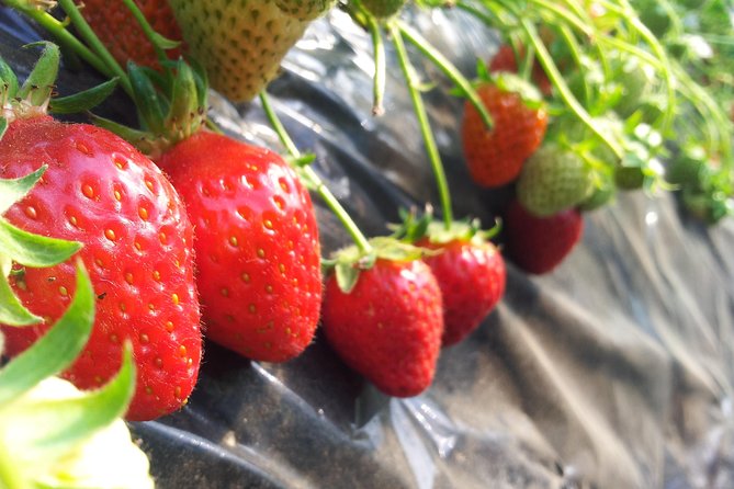 [Perfect Private Tour] Nami island, Petite France and Organic Strawberry Farm - Petite France, a Korean take on a French village