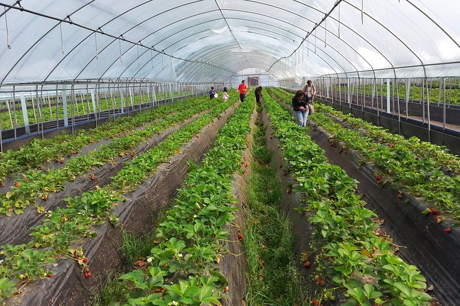 [Perfect Private Tour] Nami island, Petite France and Organic Strawberry Farm - Who should choose this day tour?
