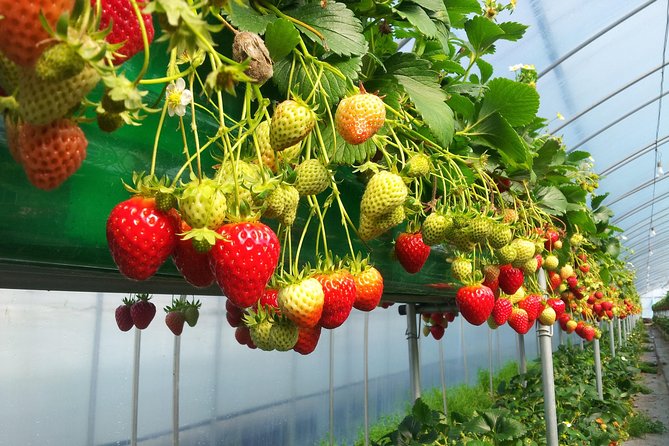[Perfect Private Tour] Nami island, Petite France and Organic Strawberry Farm - Practical points before you pay
