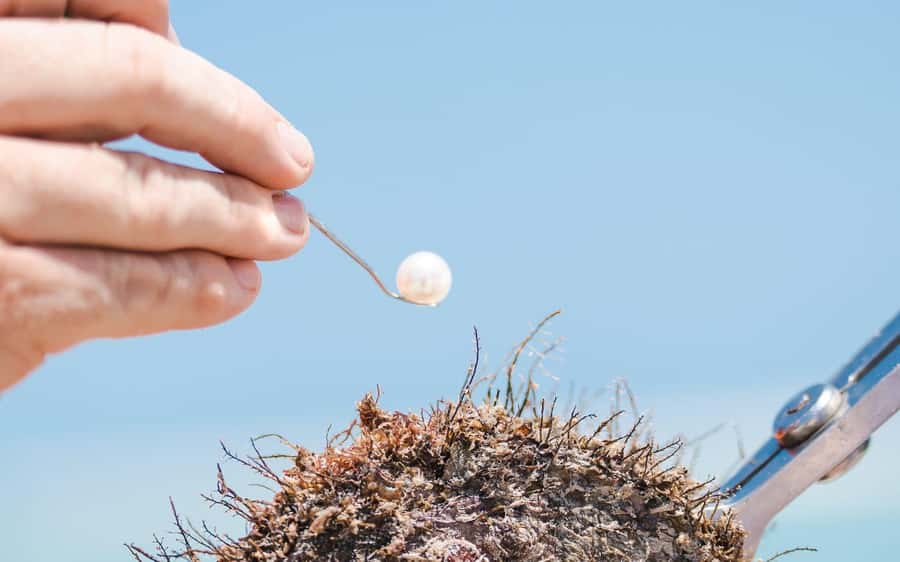Perth: Harvest Your Own Pearl Experience - Is $530 good value for two people?