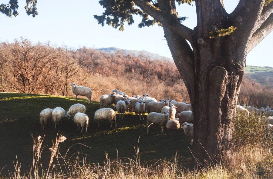 Pienza: Dairy Farm Tour with Pecorino Cheese Tasting - The Pecorino tasting, from fresh to aged