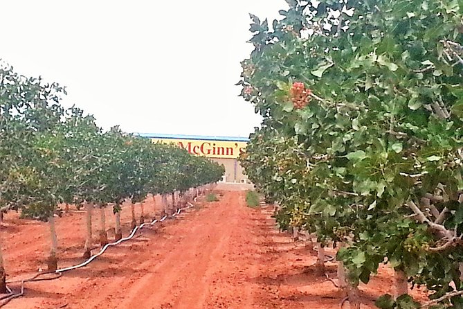 PistachioLand Farm Tour - Why this New Mexico stop is worth your time