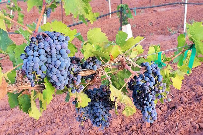 PistachioLand Farm Tour - What the complimentary wine tasting adds