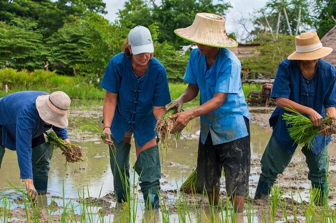 Plough to Plate: Be A Rice Farmer in Phetchaburi from Hua Hin - Key points to know before booking