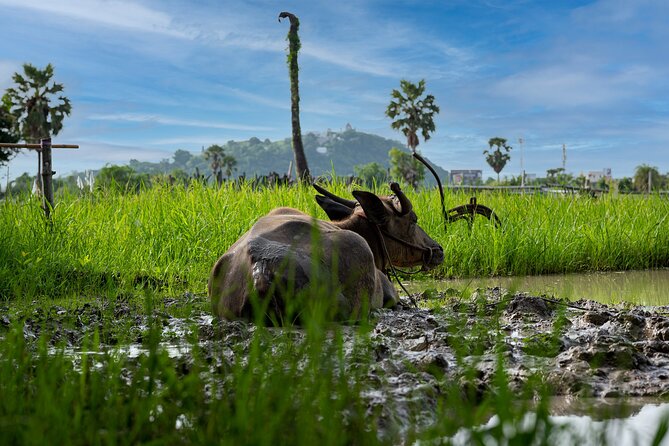Plough to Plate: Be A Rice Farmer in Phetchaburi from Hua Hin - Who will get the most from this half-day?