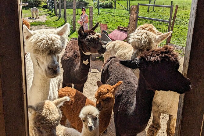 Pontiac Farm Tour - Day Trip From Ottawa & Gatineau - Why this farm tour is worth a day outside Ottawa
