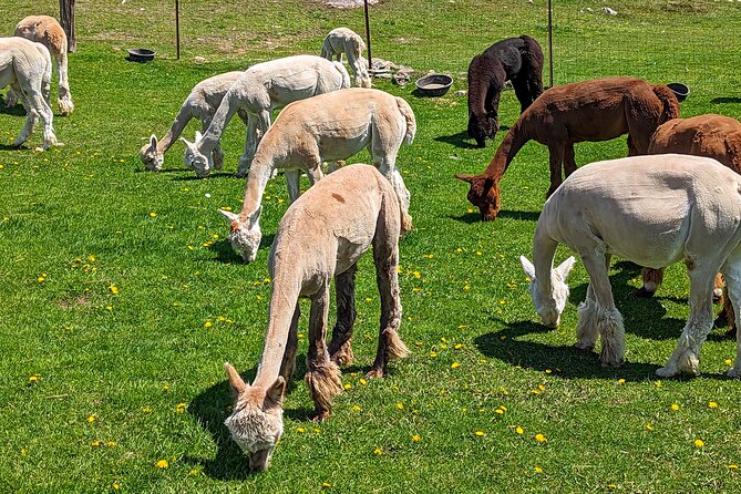 Pontiac Farm Tour - Day Trip From Ottawa & Gatineau - Les Alpagas de Willow Lane and close animal time
