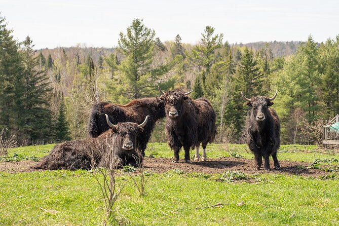 Pontiac Farm Tour - Day Trip From Ottawa & Gatineau - Ferme Pure Conscience and the yak visit