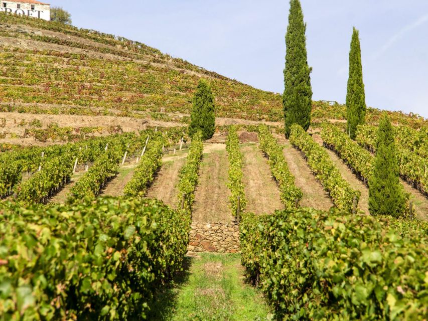 Porto: 3 Wine Regions & Farm Lunch with Views Small-Group - Pinhão brings the first serious winery visit