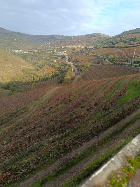 Porto: Douro valley 2 farms with wine tasting and lunch - Pinhão station and a 45-minute pause