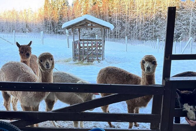 PRIVATE Alpaca Guided Forest Walk + Feeding Helsinki - Getting inside the fences and meeting the animals