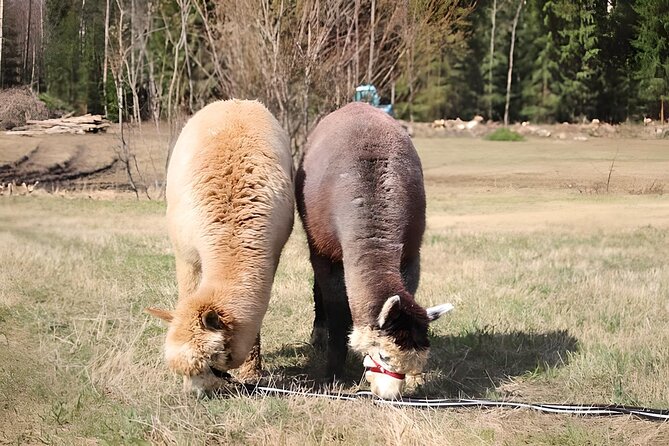 PRIVATE Alpaca Guided Forest Walk + Feeding Helsinki - A private outing with useful personal service