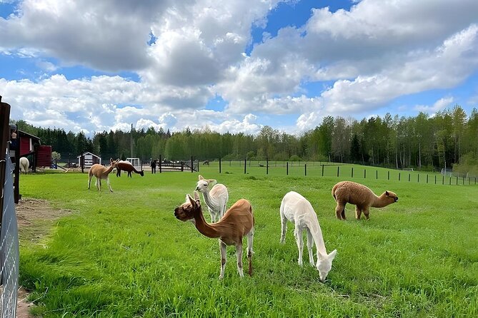 PRIVATE Alpaca Guided Forest Walk + Feeding Helsinki - Is $239.65 per person a fair price?