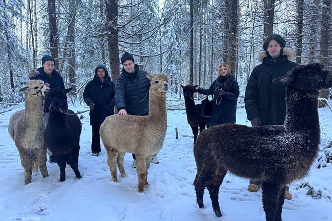 PRIVATE Alpaca Guided Forest Walk + Feeding Helsinki - Weather, timing, and cancellation details
