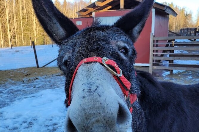 PRIVATE Alpaca Guided Forest Walk + Feeding Helsinki - Practical advice for a smoother visit