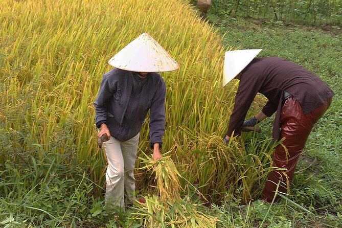 Private Cycling Tour in Rural Hue with Farming Experience - Understanding rice culture at Thanh Toan Museum