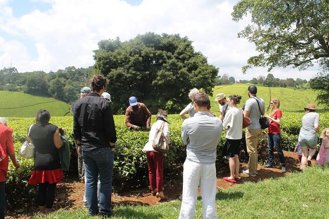 Private Day Trip to Kiambethu Tea Farm in Limuru from Nairobi - Leaving Nairobi for Limuru at 9:45 a.m.