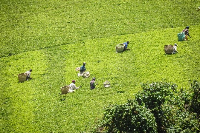 Private Day Trip to Kiambethu Tea Farm in Limuru from Nairobi - Tea tasting and the people who make the visit work