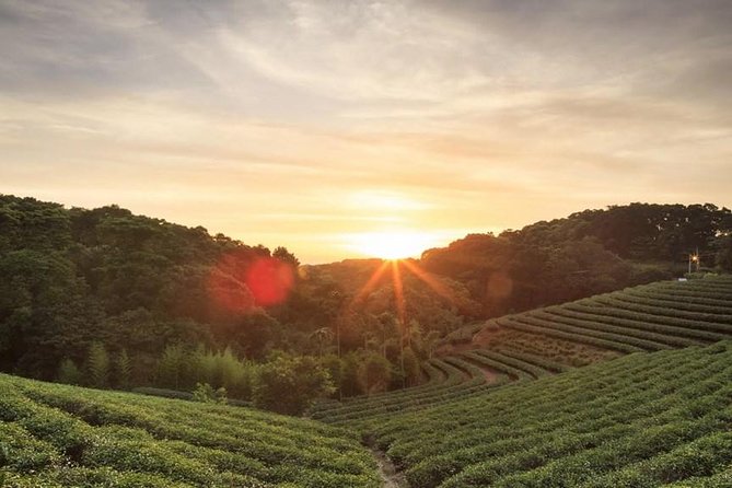 Private Day Trip to Kiambethu Tea Farm in Limuru from Nairobi - Tea, coffee, and the story of a 1910 farm